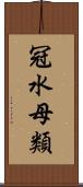 冠水母類 Scroll