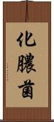 化膿菌 Scroll