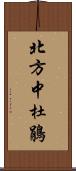 北方中杜鵑 Scroll