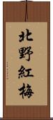 北野紅梅 Scroll