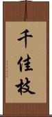 千佳枝 Scroll