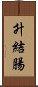 升結腸 Scroll