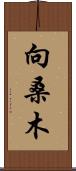 向桑木 Scroll