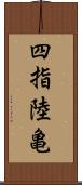 四指陸亀 Scroll