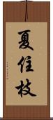 夏住枝 Scroll