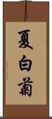 夏白菊 Scroll