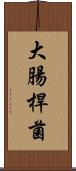 大腸桿菌 Scroll