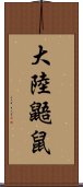 大陸鼯鼠 Scroll