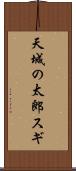 天城の太郎スギ Scroll