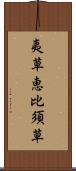 夷草 Scroll