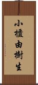 小櫃由樹生 Scroll