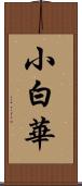 小白華 Scroll