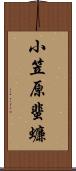 小笠原蜚蠊 Scroll