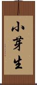 小芽生 Scroll