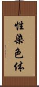 性染色体 Scroll