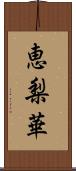 恵梨華 Scroll