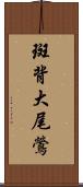 斑背大尾鶯 Scroll