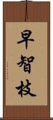 早智枝 Scroll