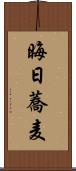 晦日蕎麦 Scroll