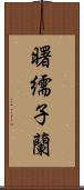 曙繻子蘭 Scroll