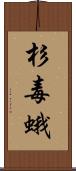杉毒蛾 Scroll