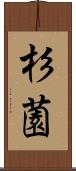 杉薗 Scroll