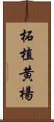 柘植 Scroll