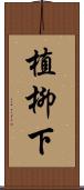 植柳下 Scroll