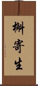 槲寄生 Scroll