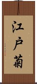 江戸菊 Scroll