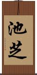 池芝 Scroll