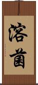 溶菌 Scroll