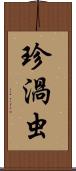 珍渦虫 Scroll