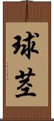 球茎 Scroll