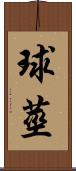 球莖 Scroll