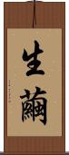生繭 Scroll
