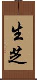 生芝 Scroll