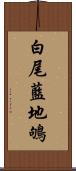 白尾藍地鴝 Scroll