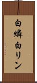白燐 Scroll