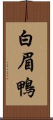 白眉鴨 Scroll