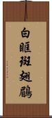 白眶斑翅鶥 Scroll