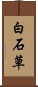 白石草 Scroll