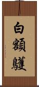 白額鸌 Scroll