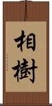 相樹 Scroll