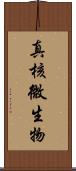 真核微生物 Scroll