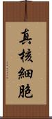 真核細胞 Scroll