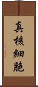 真核細胞 Scroll