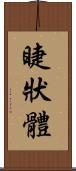 睫狀體 Scroll