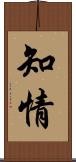 知情 Scroll
