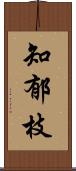 知郁枝 Scroll